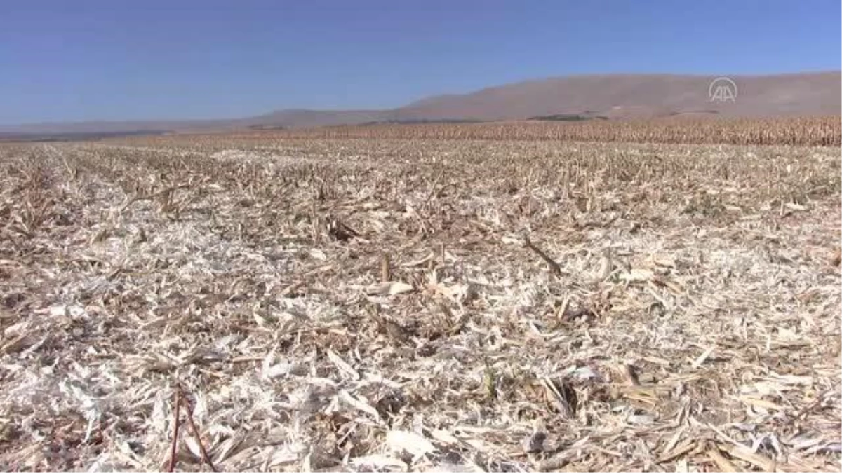 KAHRAMANMARAŞ - "Cin mısırı" 26 ülkeye ihraç ediliyor