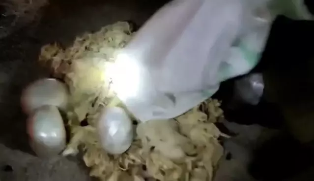 Koyun yünlerinin arasına gizlenmiş 7 kilo esrar ele geçirildi
