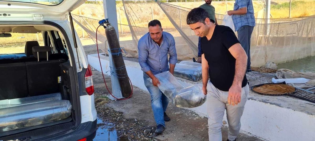 Siirt\'te 2 milyon 70 bin pullu sazan yavrusu suyla buluştu