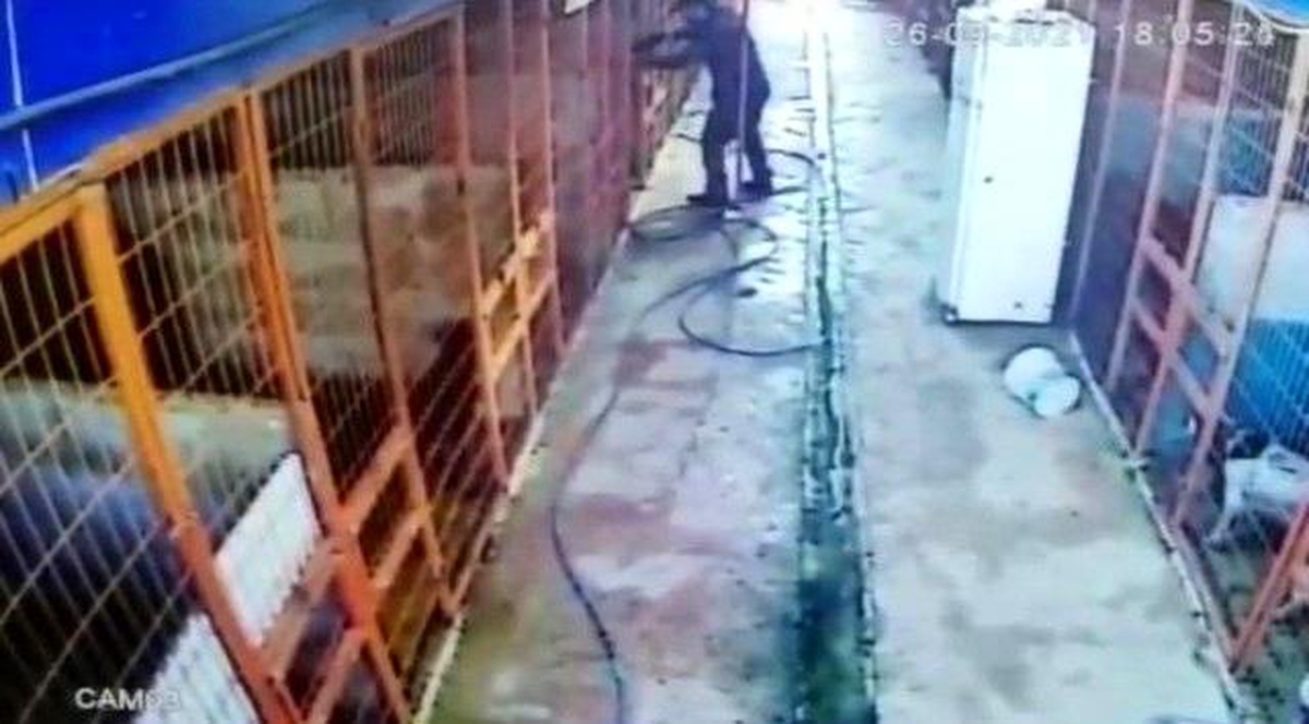 Son dakika haberi | Tuzla\'da av tüfeği ile köpeği telef eden şahıs kamerada
