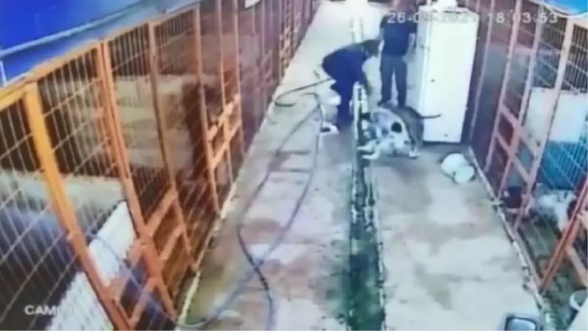 TUZLA\'DA KÖPEĞİ AV TÜFEĞİ İLE VURAN KİŞİ KAMERADA