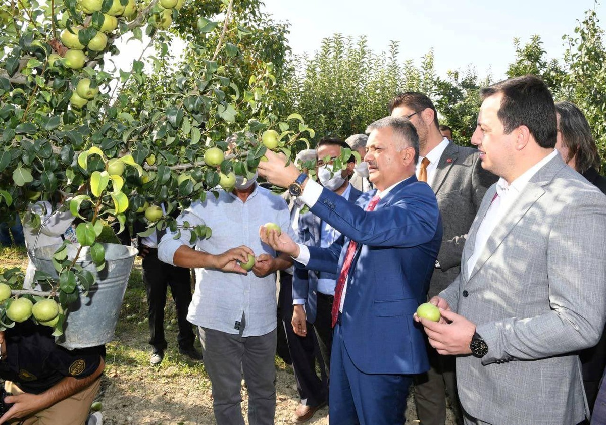 Vali Yazıcı, Korkuteli\'nin ünlü karyağdı armudunun hasadına katıldı
