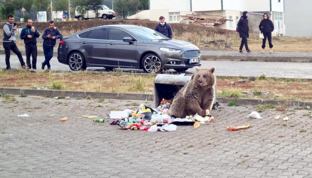 Yiyecek bulmak için Sarıkamış ilçesine inen boz ayı, çöp konteynerlerini karıştırdı