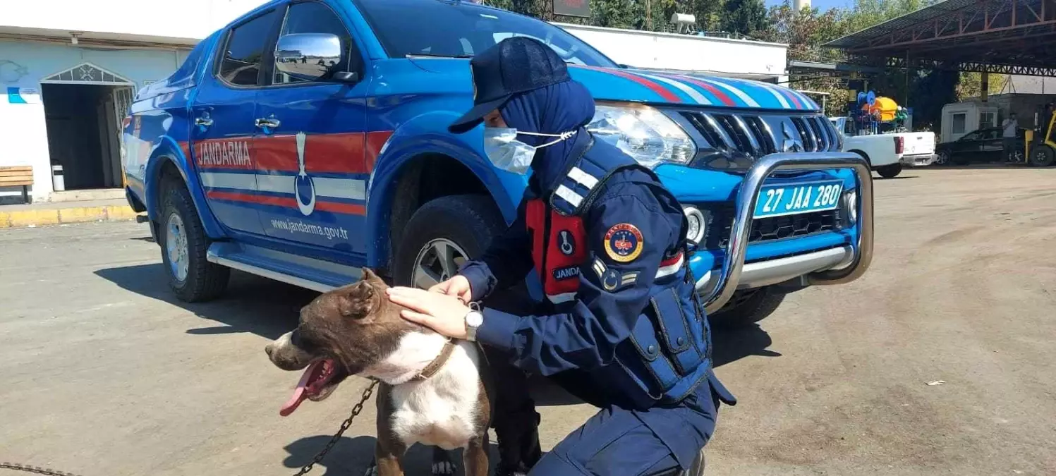 Zincirle otomobilin arkasına bağlanan köpeği jandarma kurtardı