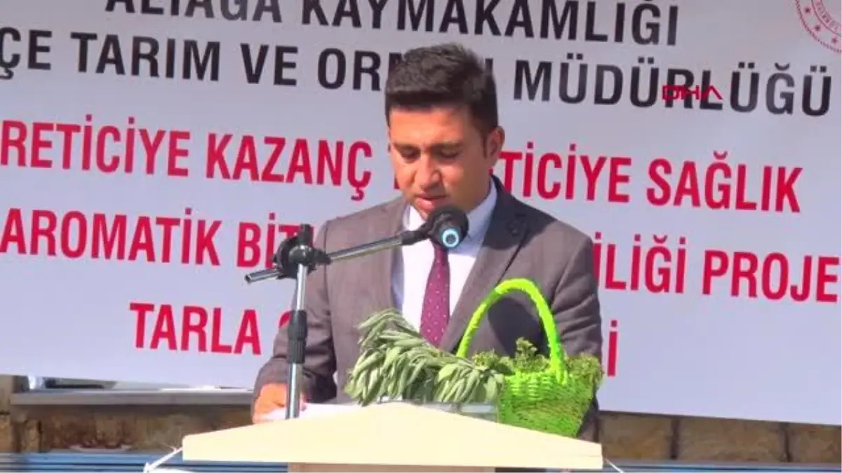 ALİAĞA\'DA ANADOLU ADAÇAYI İLE İZMİR KEKİĞİ HASADI YAPILDI