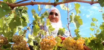 Son dakika haberi: Bingöl'de terörden temizlenen bölgeler çiftçinin yüzünü güldürüyor