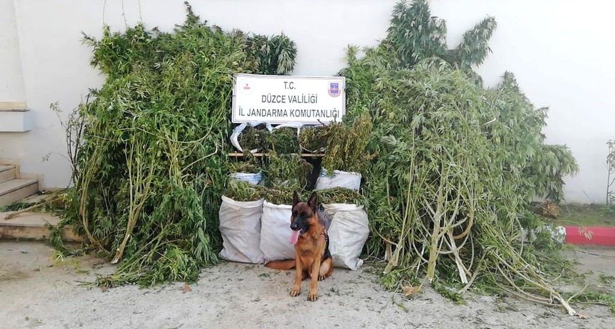 Çevresine kamera sistemi kurulan evde 72,5 kilo esrar ele geçirildi