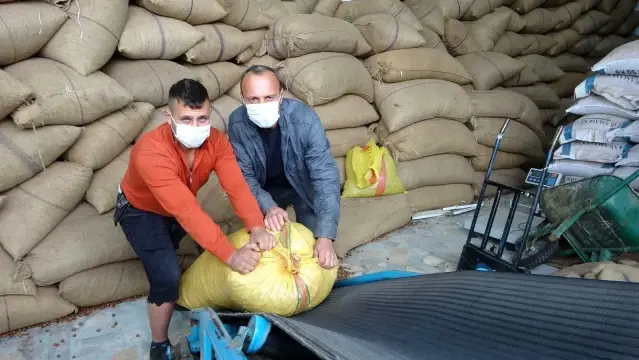 Fındık içinde yüzen vatandaş o görüntüleri anlattı Fındık içinde yüzen vatandaş o görüntüleri anlattı