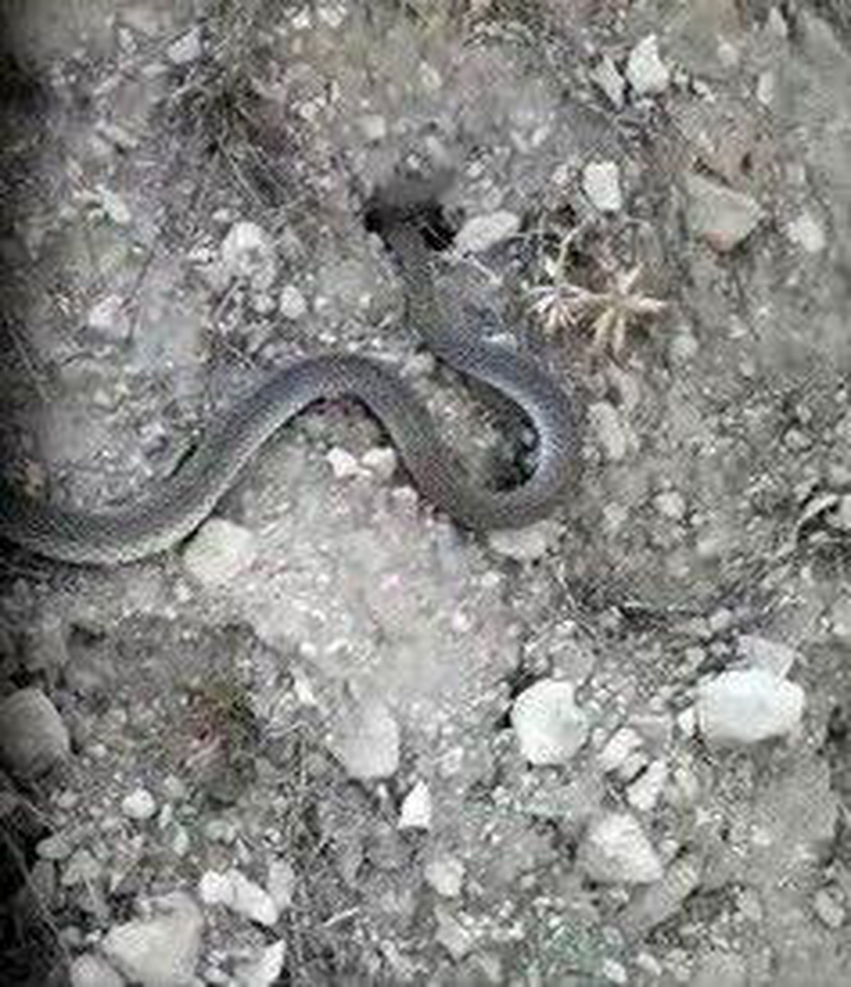 Isparta\'da vatandaşın yılanla sohbeti gülümsetti