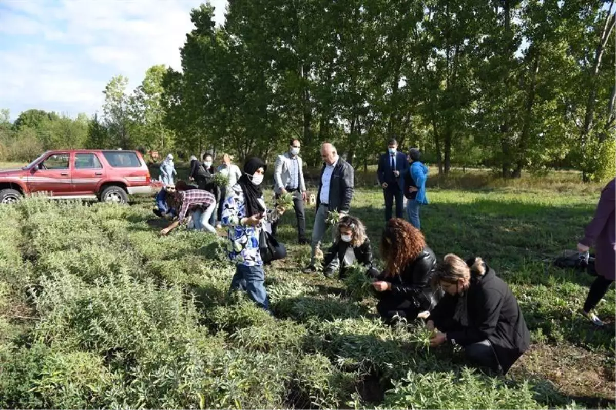 Kastamonu\'da kara mürverin hasadı başladı