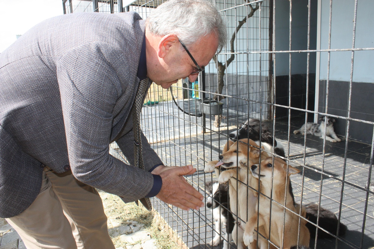 Keşan Belediyesi yavru köpeklere "yediemin" oldu