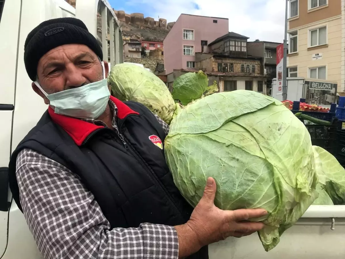 Kış mevsiminin gözdesi Bayburt lahanası tezgahlarda yerini aldı