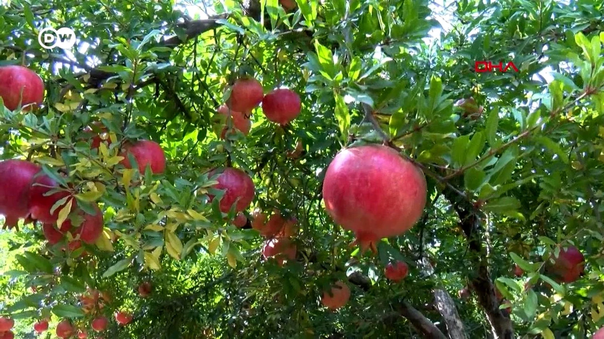 Kızları ölen Çakır ailesi: Yasaklı pestisitler toplatılsın