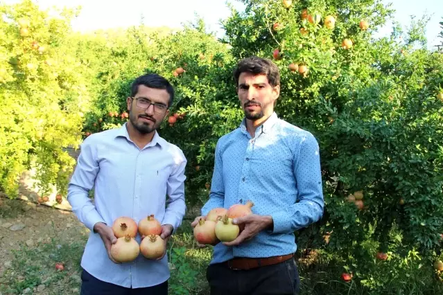 Kuraklıktan etkilenmeyen tek meyve ülke ekonomisine 40 milyon TL gelir sağlayacak