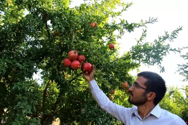 Kuraklıktan etkilenmeyen tek meyve ülke ekonomisine 40 milyon TL gelir sağlayacak