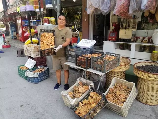 Sarı çam mantarı dağ köylülerine ek gelir sağladı! Kilosunu 60 liradan satıyorlar Sarı çam mantarı dağ köylülerine ek gelir sağladı! Kilosunu 60 liradan satıyorlar