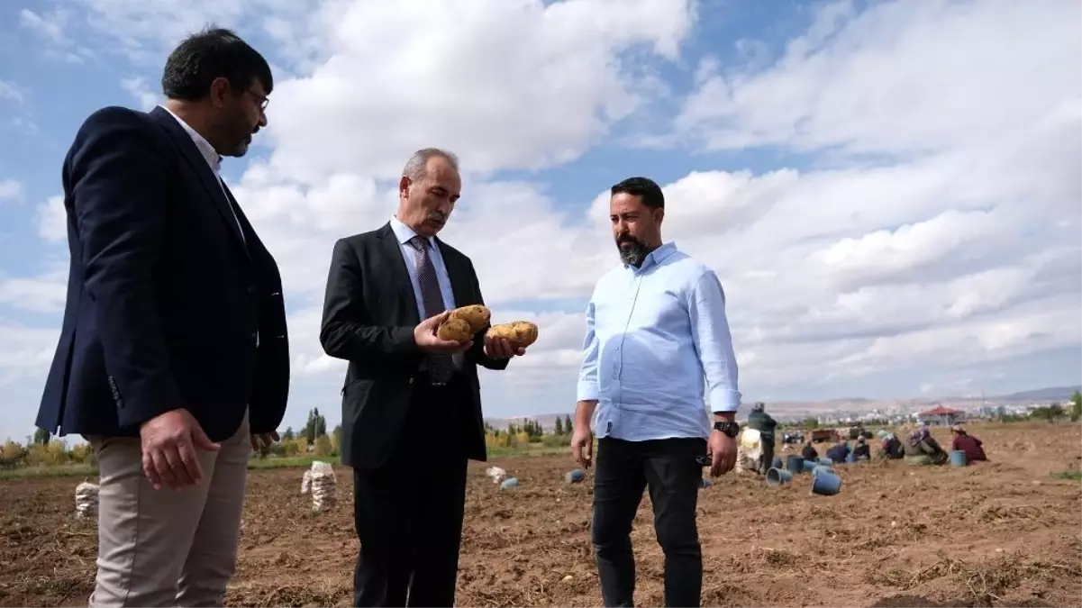 Bu gübre sayesinde 10 dönüm alandan 30 ton patatesi hasat edildi