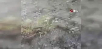 Vatandaşın yılanla gülümseten sohbeti...'Hoy namussuz hoy. Tutayım mı kuyruğundan'