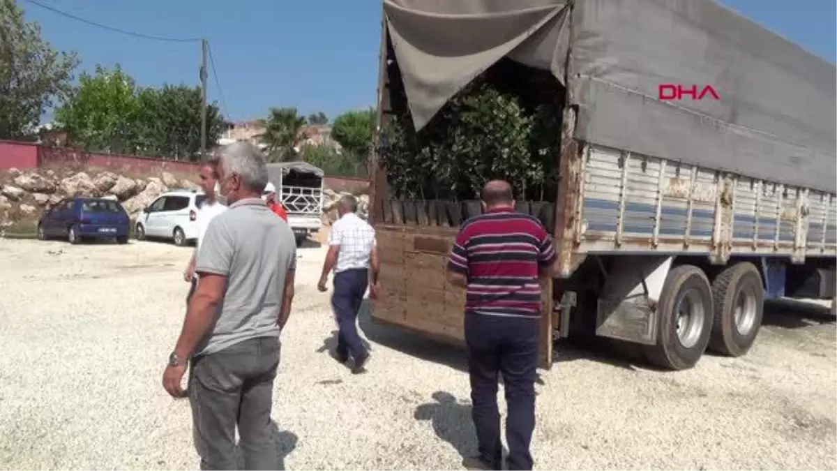 ÇİFTÇİLERE KEÇİBOYNUZU FİDANI DAĞITILDI