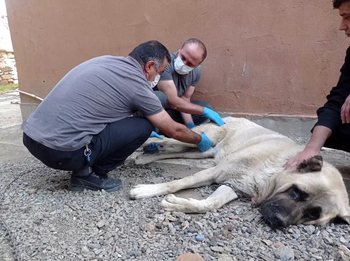 İnşaattan düşen köpeğin ayağı kırıldı