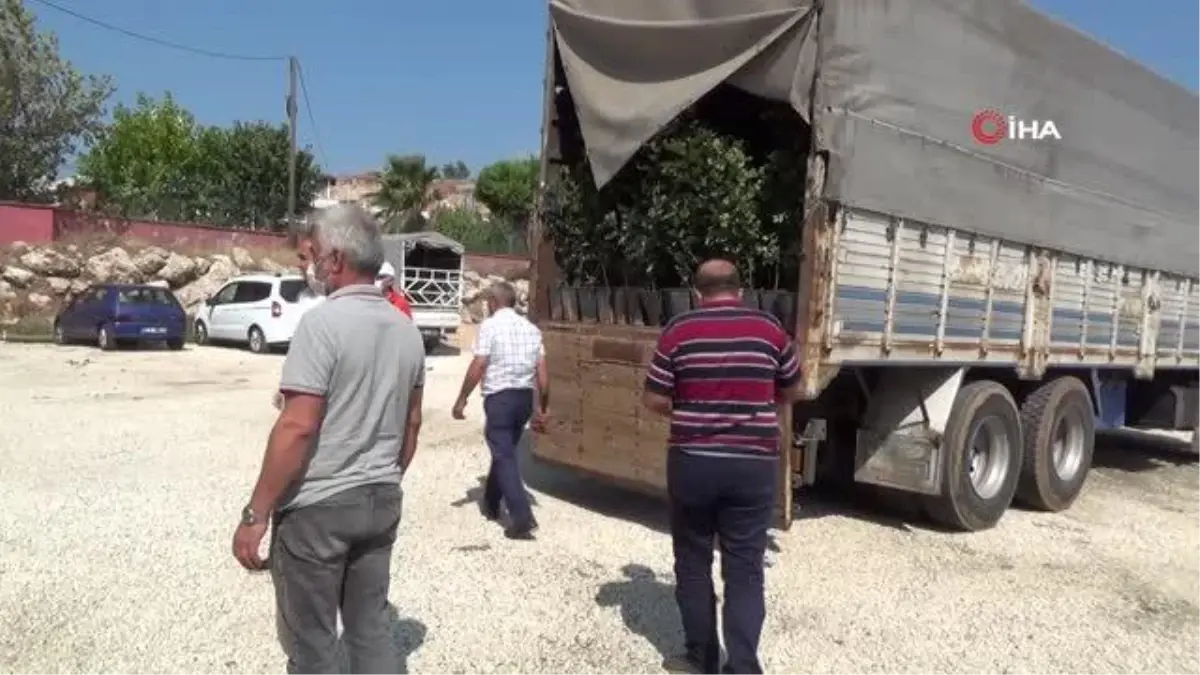 Kıraç araziler için çiftçilere keçi boynuzu fidanı dağıtıldı