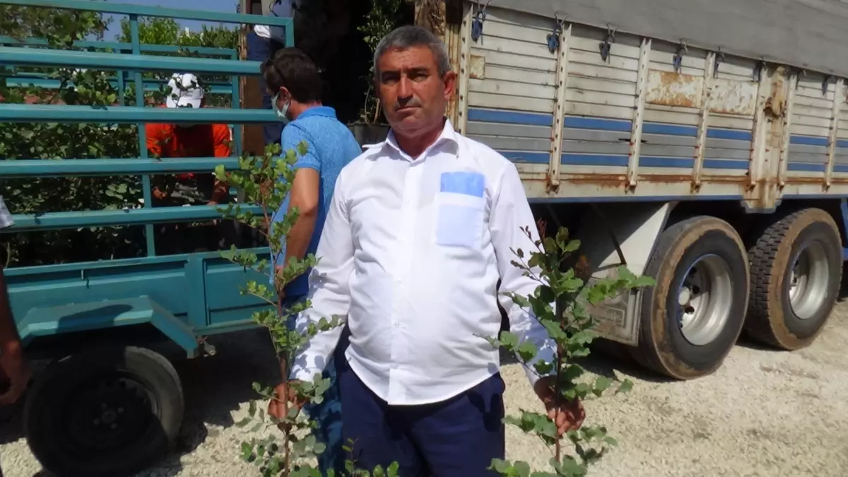 Kumluca\'da atıl durumdaki arazilere dikilmesi için keçi boynuzu fidanı dağıtıldı