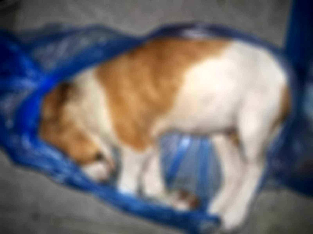 Kuşadası\'nda 4 yavru köpek vahşice öldürüldü