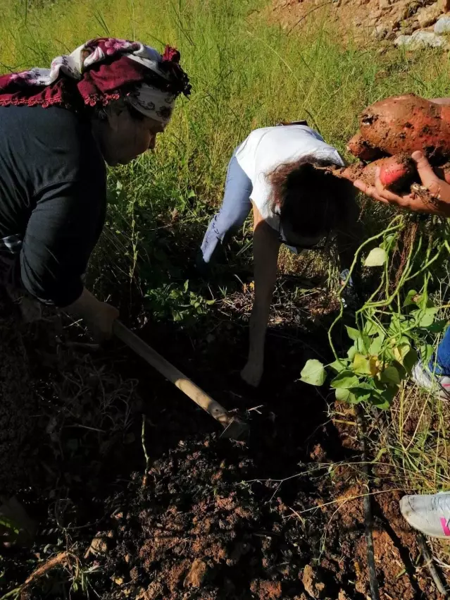 Mersinli kadın çiftçilerin ilk kez yetiştirdiği tatlı patatesler ay sonunda hasat edilecek Mersinli kadın çiftçilerin ilk kez yetiştirdiği tatlı patatesler ay sonunda hasat edilecek