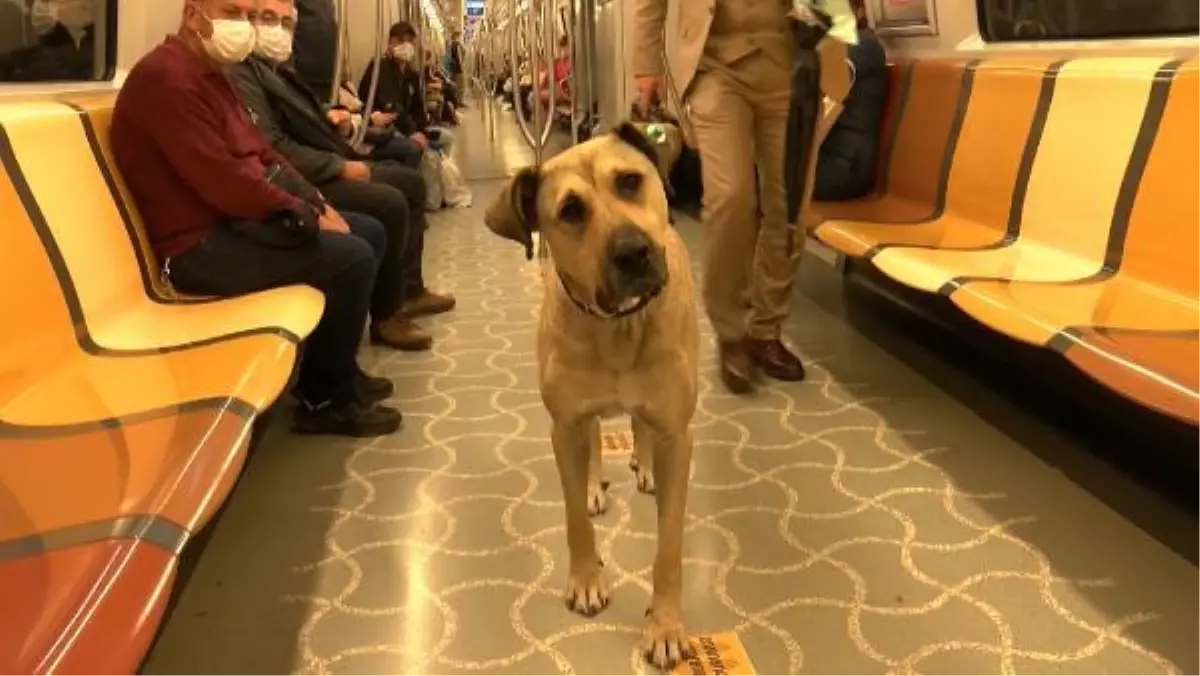 The dog Boji tracked with a microchip; traveled 29 stops in one day in Istanbul