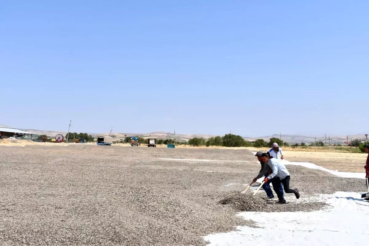 Tunceli\'de ürün hasadı çiftçilerin yüzünü güldürdü