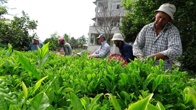 Yabancı uyruklu çay işçileri gelmeyince 100 milyon dolar Türkiye'de kaldı