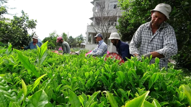 Yabancılar çay toplamaya gelmeyince 100 milyon dolar Türkiye'de kaldı