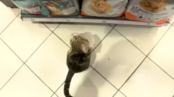 Topal taklidi ve bay�lma numaras� yapan kedi, m��terilere mama ald�r�yor