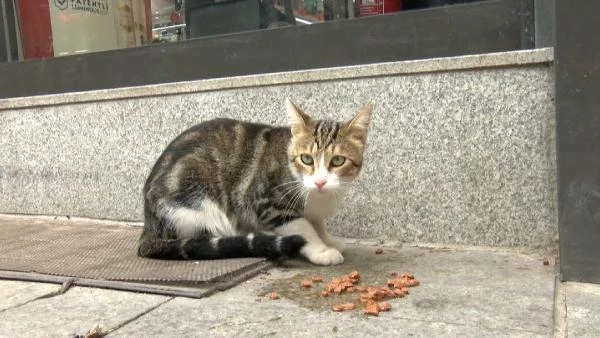 Topal taklidi ve baylma numaras yapan kedi, mterilere mama aldryor