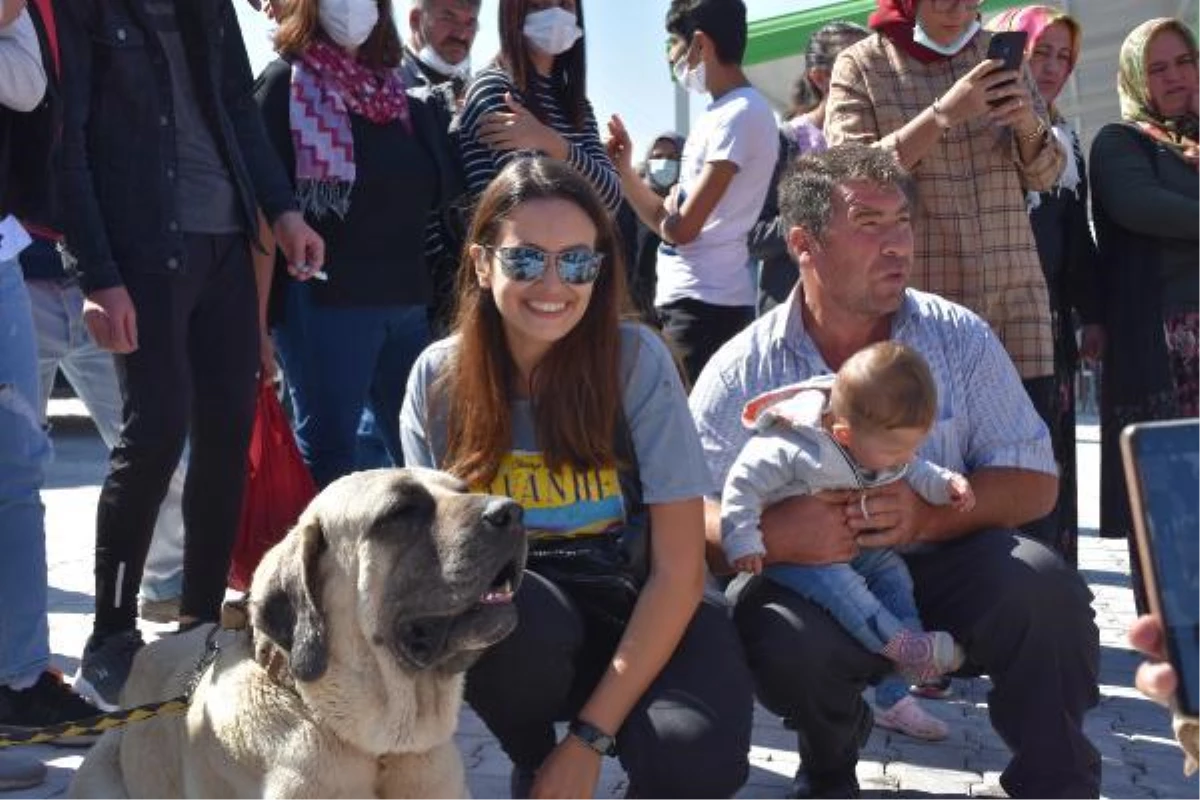 BAĞ BOZUMU FESTİVALİNDE AKSARAY MALAKLISI İLGİ ODAĞI OLDU