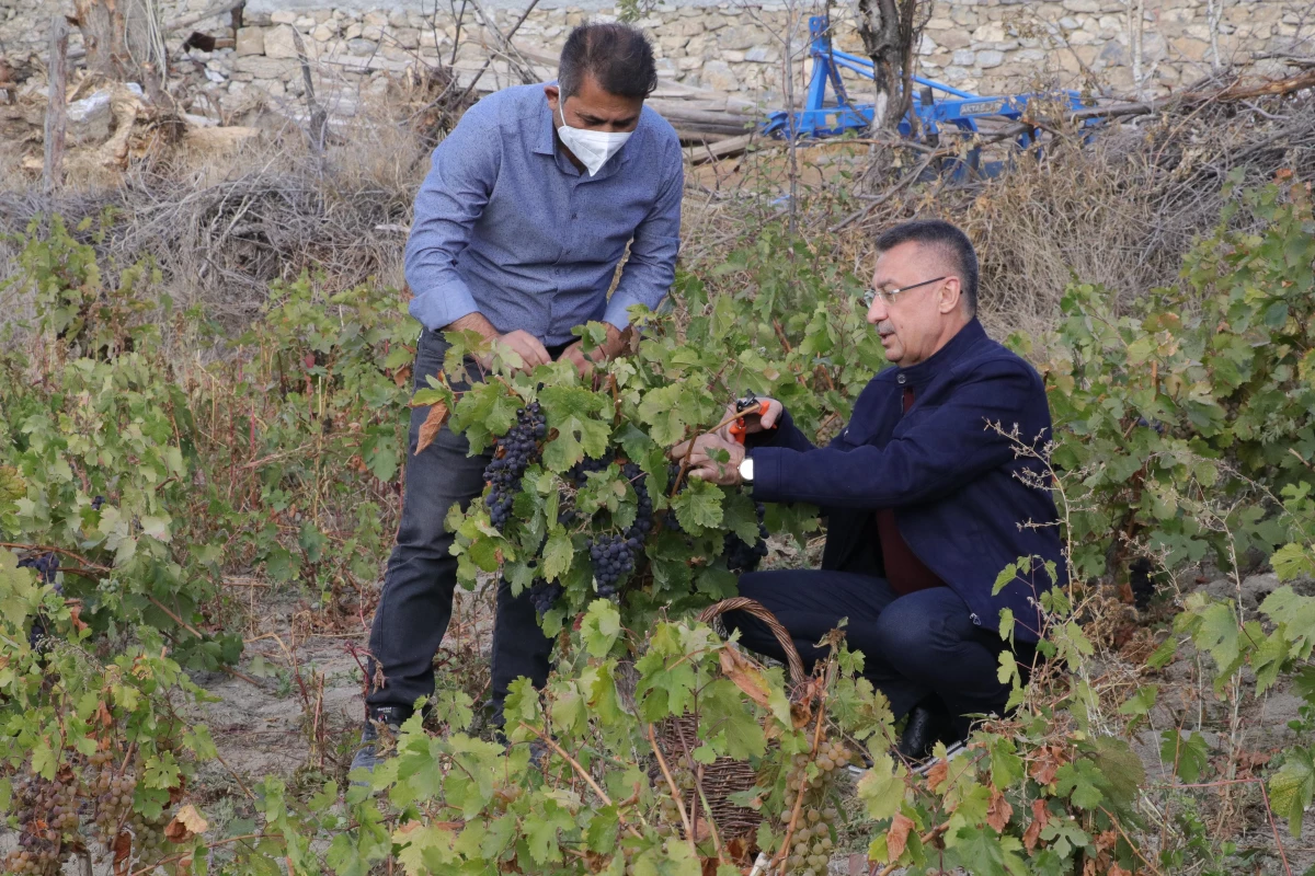 Cumhurbaşkanı Yardımcısı Oktay, memleketi Çekerek\'te üzüm hasadına katıldı