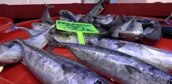 Denizde bolluk, tezgahta kıtlık