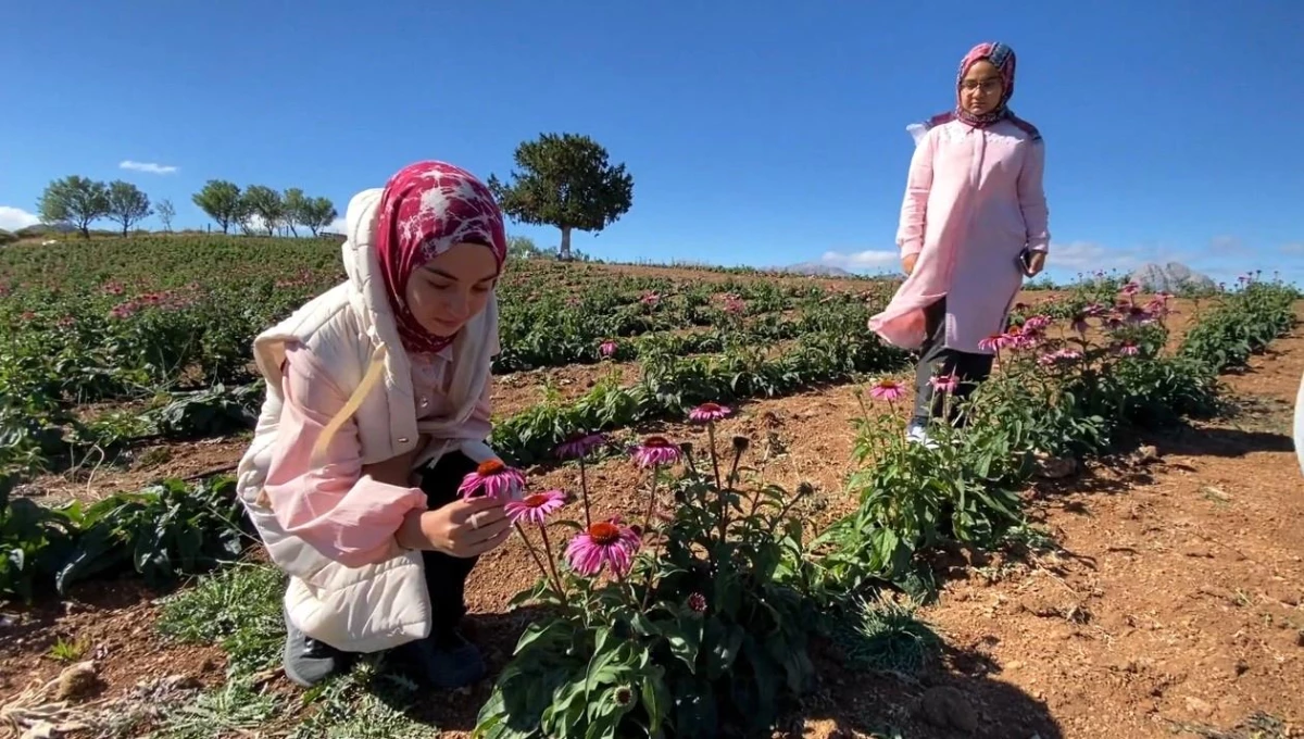 Isparta\'da devlet desteği ile dikilen ekinezyalar ilaç ve kozmetik sanayide kullanılıyor