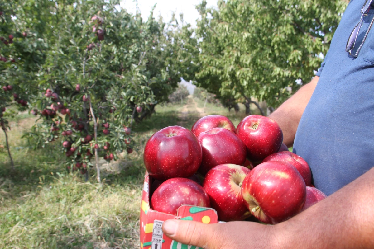 Konya\'dan Asya ülkelerine elma ihracatı