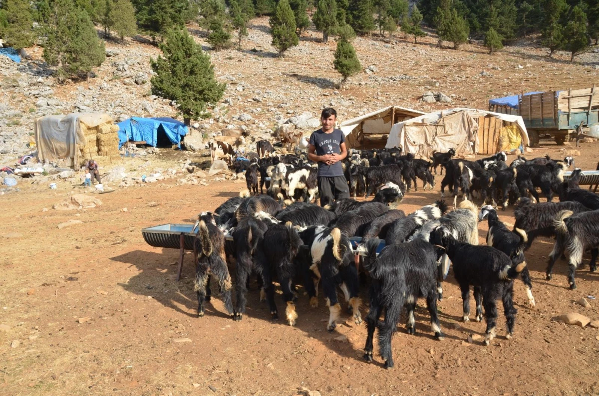 Orman yangınından etkilenen Yörükler otlakiye istiyor