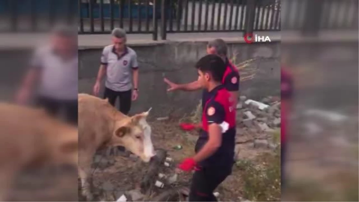 Son dakika haberleri: Tellere takılan inek itfaiye erleri tarafından kurtarıldı