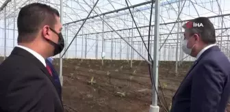 Türkiye'de ilk: Organize Sanayi Bölgesi'nde muz serası kuruldu