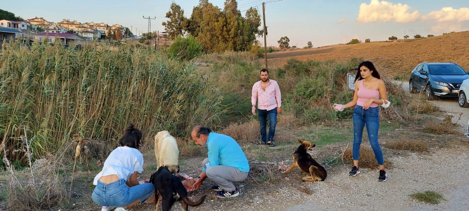 Adana Barosu üyesi avukatlar sokak hayvanlarını besledi
