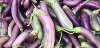 Ata tohumundan yetiştirilen bu patlıcanların raf ömrü uzun oluyor