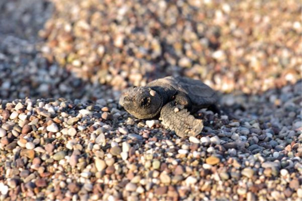 ÇIRALI\'DA 3 BİN 24 YAVRU CARETTA CARETTA DENİZLE BULUŞTU