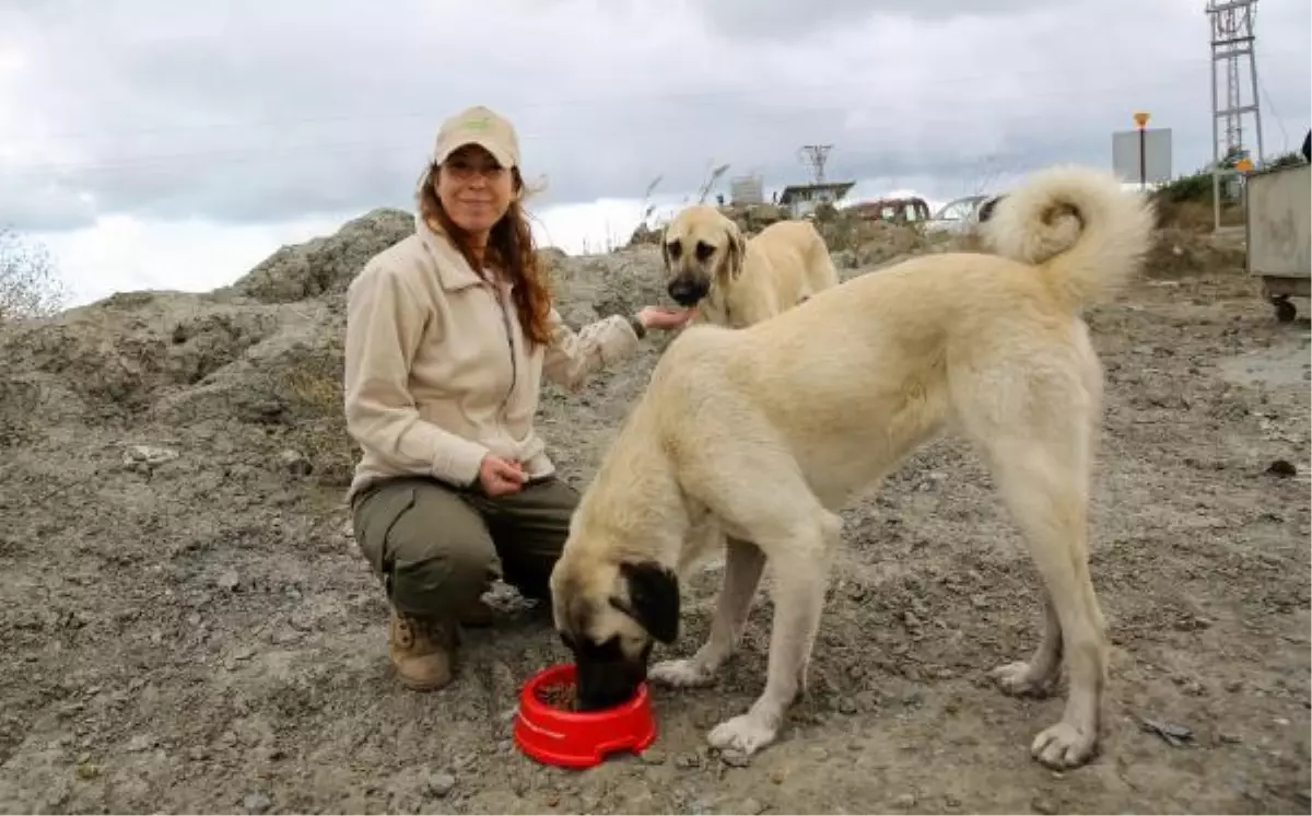 Aras Kargo\'nun Doğa Dostu Araslar platformu sahaya çıktı