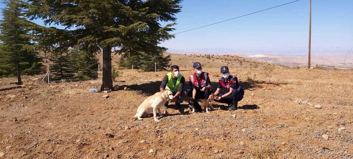 Son dakika haber | Elazığ\'da jandarma ekipleri sokak hayvanlarını yalnız bırakmadı