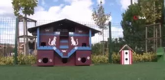 Hayvanları Koruma Günü'nde Pendik'te PatiFest düzenlendi