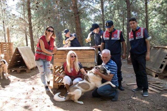 Jandarma, dernekler ile birlikte barınaktaki hayvanlar için kulübe yaptı