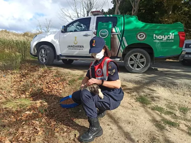 Jandarma ekipleri sokak hayvanlarına mama ve su verdi